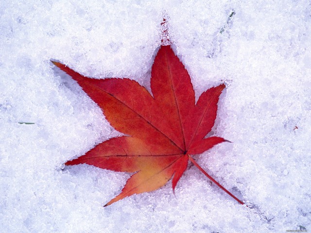 Кленовый лист под снегом загрузить